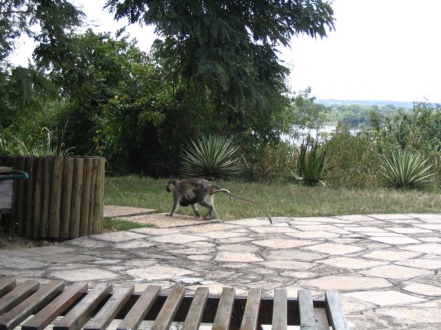 Photograph